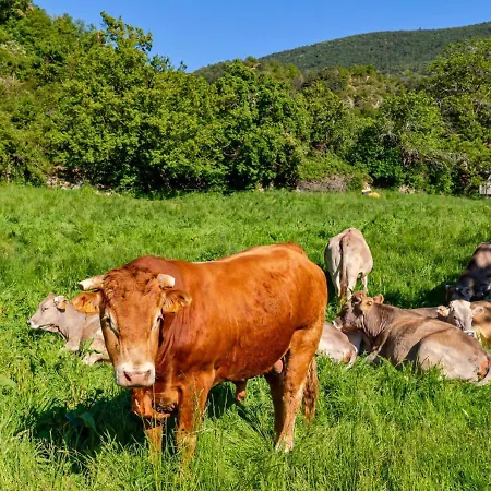 Alpesi faház Orós *
